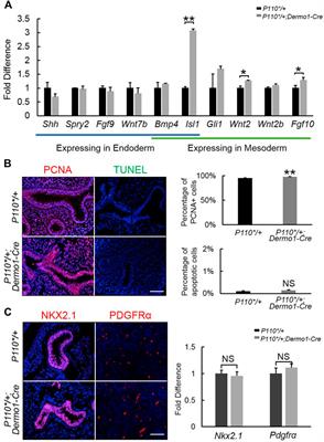 Activation of PI3K/p110α in the Lung Mesenchyme Affects Branching Morphogenesis and Club Cell Differentiation